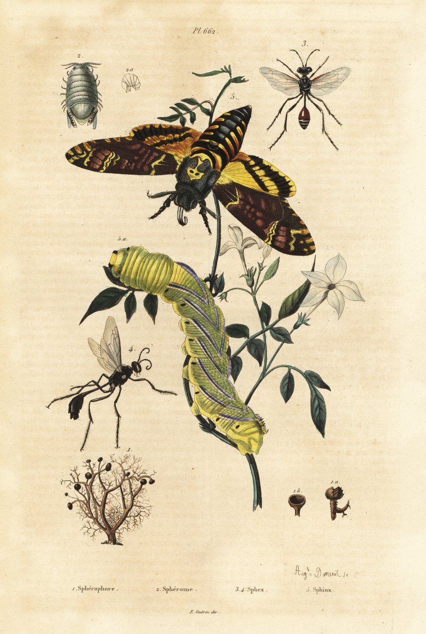 Líquen de bola, Sphaerophorus globulus 1, crustáceo Dynamene 2, vespas escavadoras, espécies Sphex 3,4, e gavião africano, Acherontia atropos, e caterplillar 5 de Unbekannt