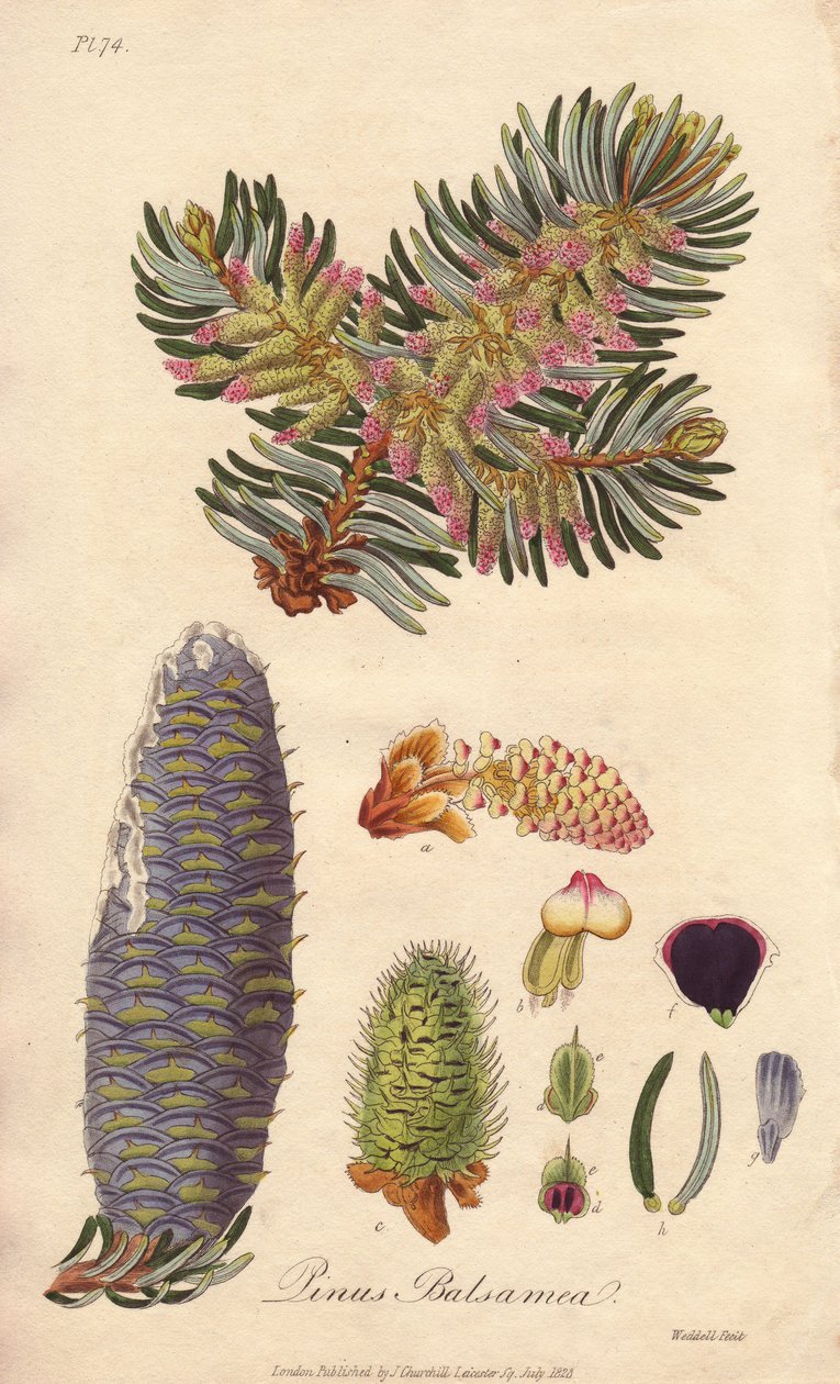 Abeto balsâmico (Abies balsamea) - Água forte de William Clarke para ilustrar "Medical Botanical, Description of the Medicinal Plants of London, Edinburgh and Dublin" de John Stephenson e James Morss Churchill, publicado em Londres por John Churchill em 18 de Unbekannter Künstler