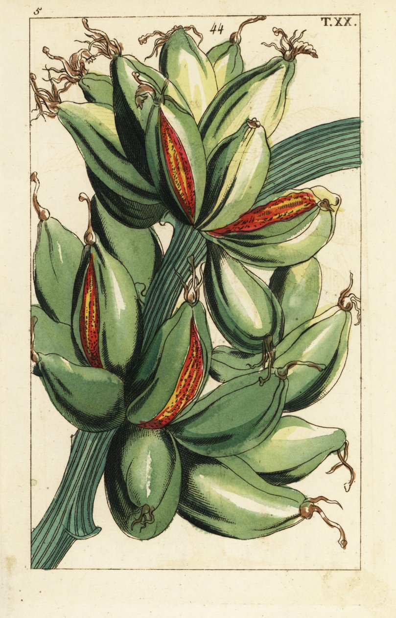 Fruto de banana crescendo verticalmente no galho, Musa sapientum. de Unbekannter Künstler