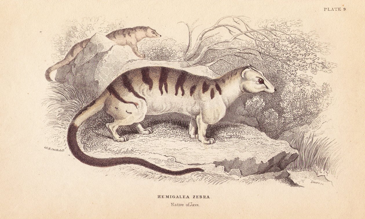 Gato civeta de palma, Hemigalus derbyanus (Hemigalea zebra). Ameaçado. Gravura em metal aço colorida à mão por Lizars a partir de uma ilustração de Charles Hamilton Smith da Naturalist