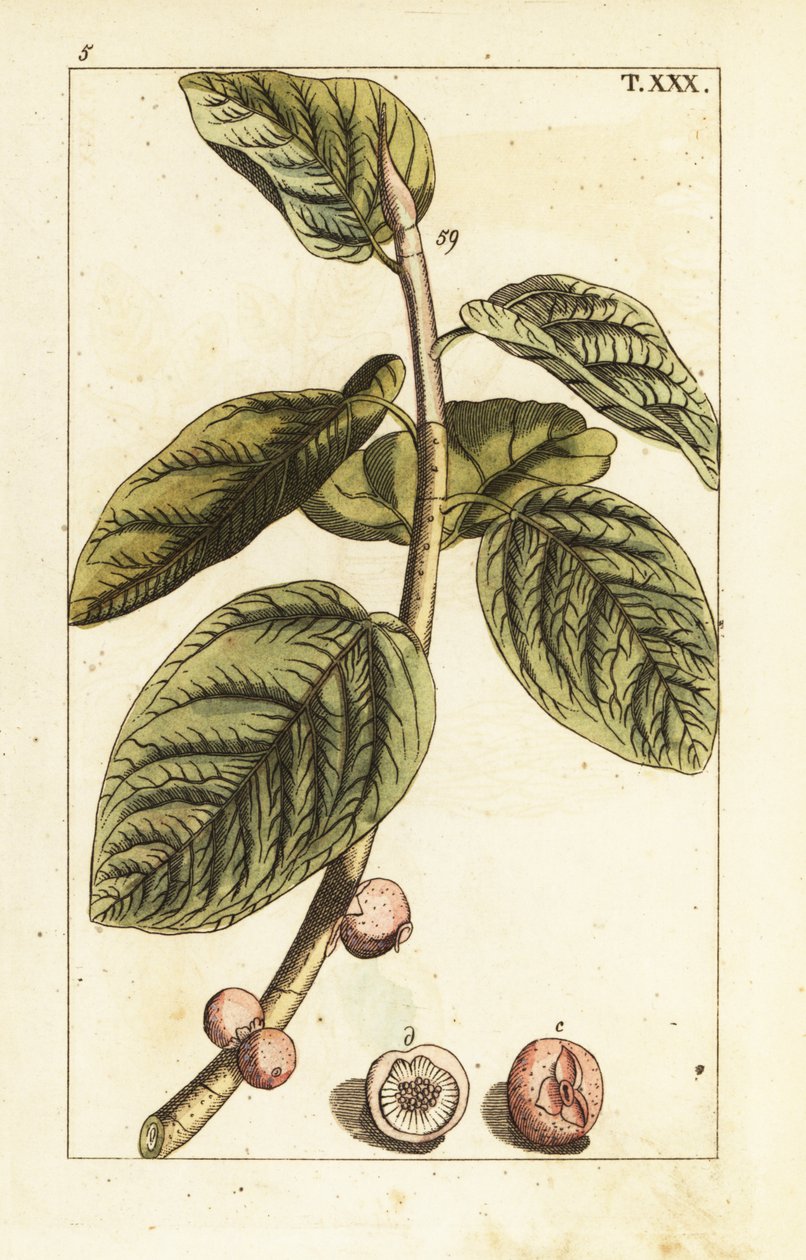 Ramo de figo banyan com fruta, Ficus benghalensis. de Unbekannter Künstler