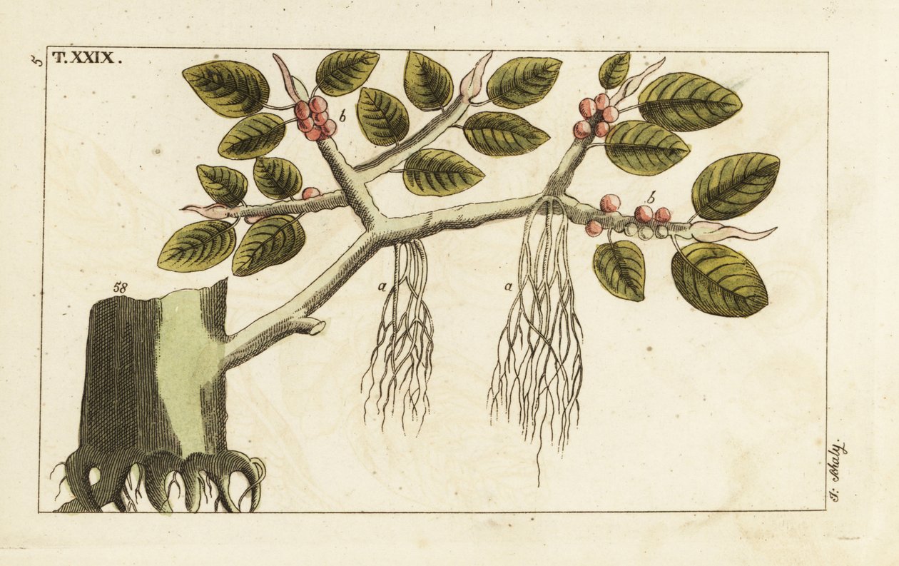 Figueira Banyan com raízes aéreas, Ficus benghalensis. de Unbekannter Künstler
