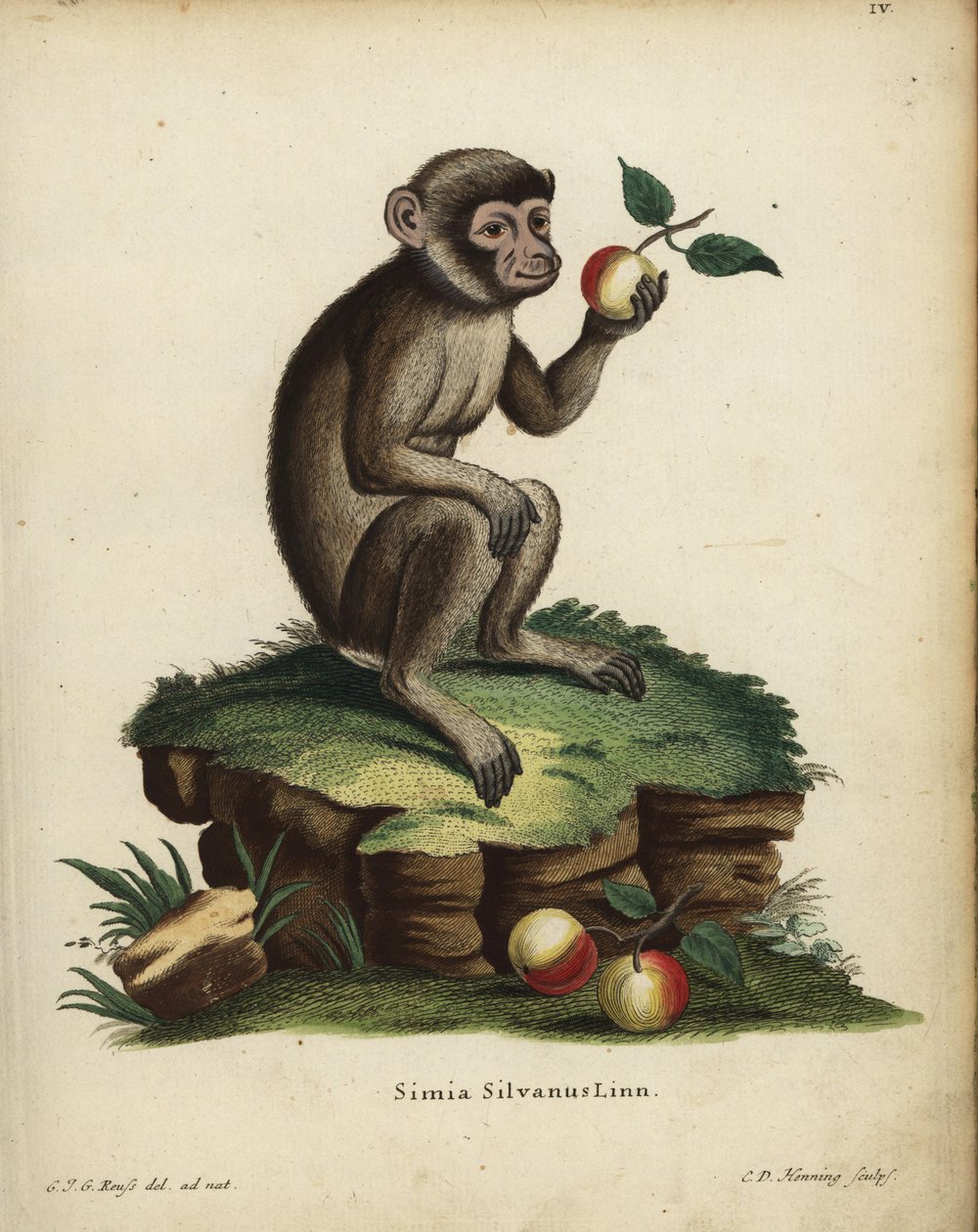 Macaco da Barbária ou macaco, Macaca sylvanus. Ameaçada de extinção. Simia silvanus Linn. Gravura em chapa de cobre colorida à mão por C.D. Henning, após uma ilustração tirada da natureza por C. J. G. Reuss das Animal Illustrations after Nature de Johann C de Unbekannter Künstler