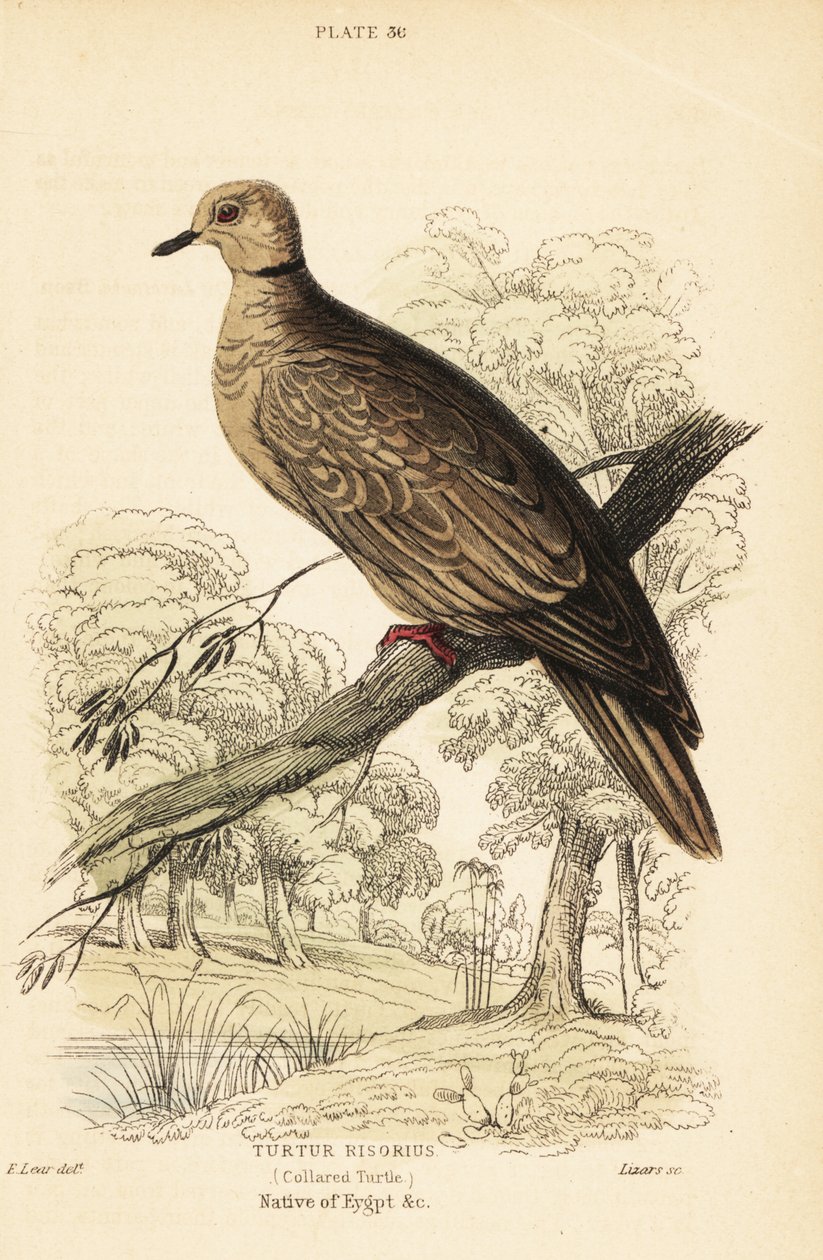 Pomba de Barbary, risoria de Streptopelia. 1889 (gravura) de Unbekannter Künstler