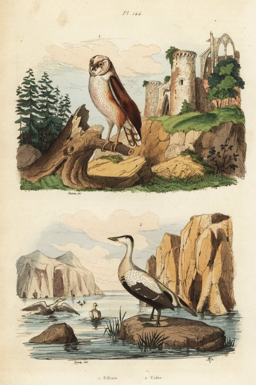 Coruja do celeiro, Tyto alba, e pato eider, Somateria mollissima de Unbekannt