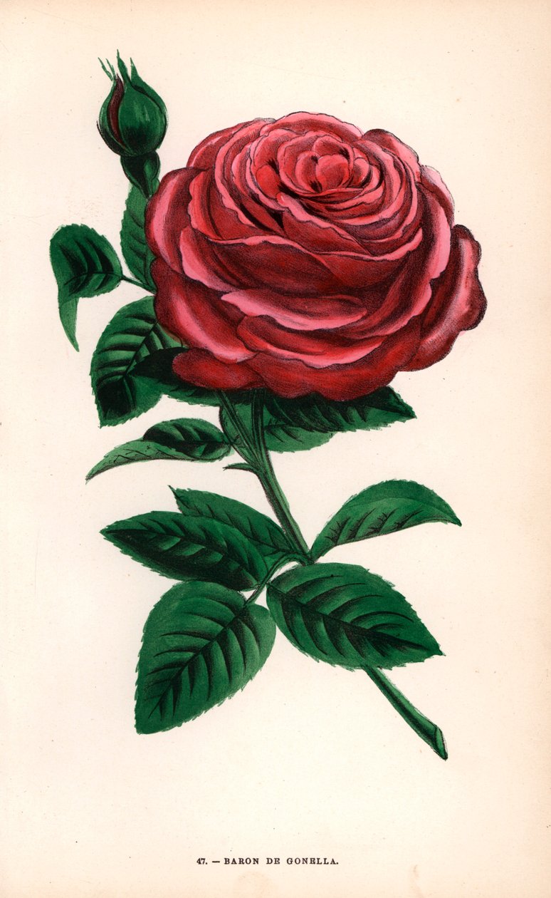 Rosa Baron de Gonella, variedade da rosa de Ile-Bourbon, cultivada por Monsieur Guillot Sr. em Lyon, em 1859. Cromolitografia desenhada e litografada segundo a natureza por F. Grobon a partir da obra "Les Roses" de Hippolyte Jamain e Eugene Forney, Paris,  de Unbekannter Künstler