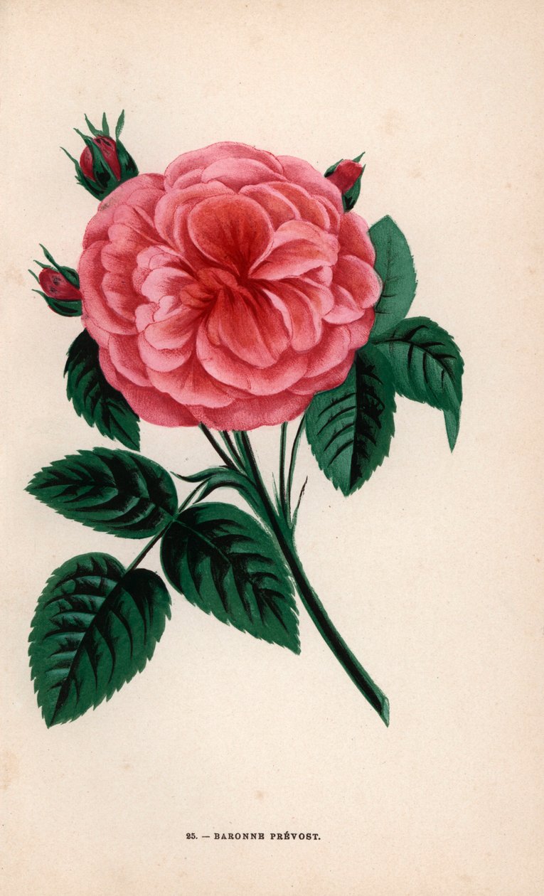 Rosa Baronesa Prevost, híbrida criada por Monsieur Desprez em Yebles, perto de Melun, em 1843. Cromolitografia desenhada e litografada segundo a natureza por F. Grobon a partir da obra "Les Roses" de Hippolyte Jamain e Eugene Forney, Paris, J. Rothschild de Unbekannter Künstler