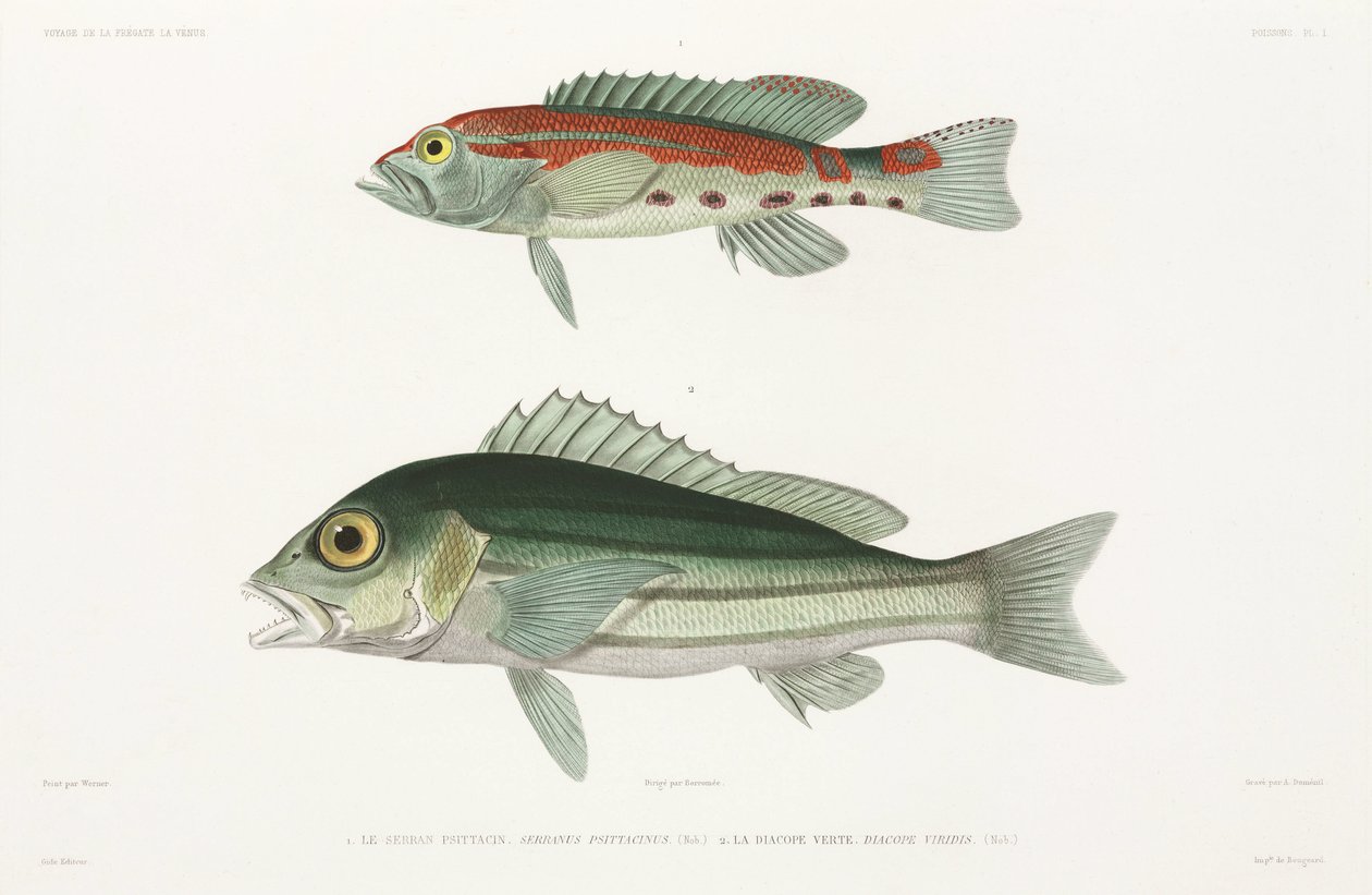 Robalo serrano barrado e pargo azul e dourado de Unbekannter Künstler