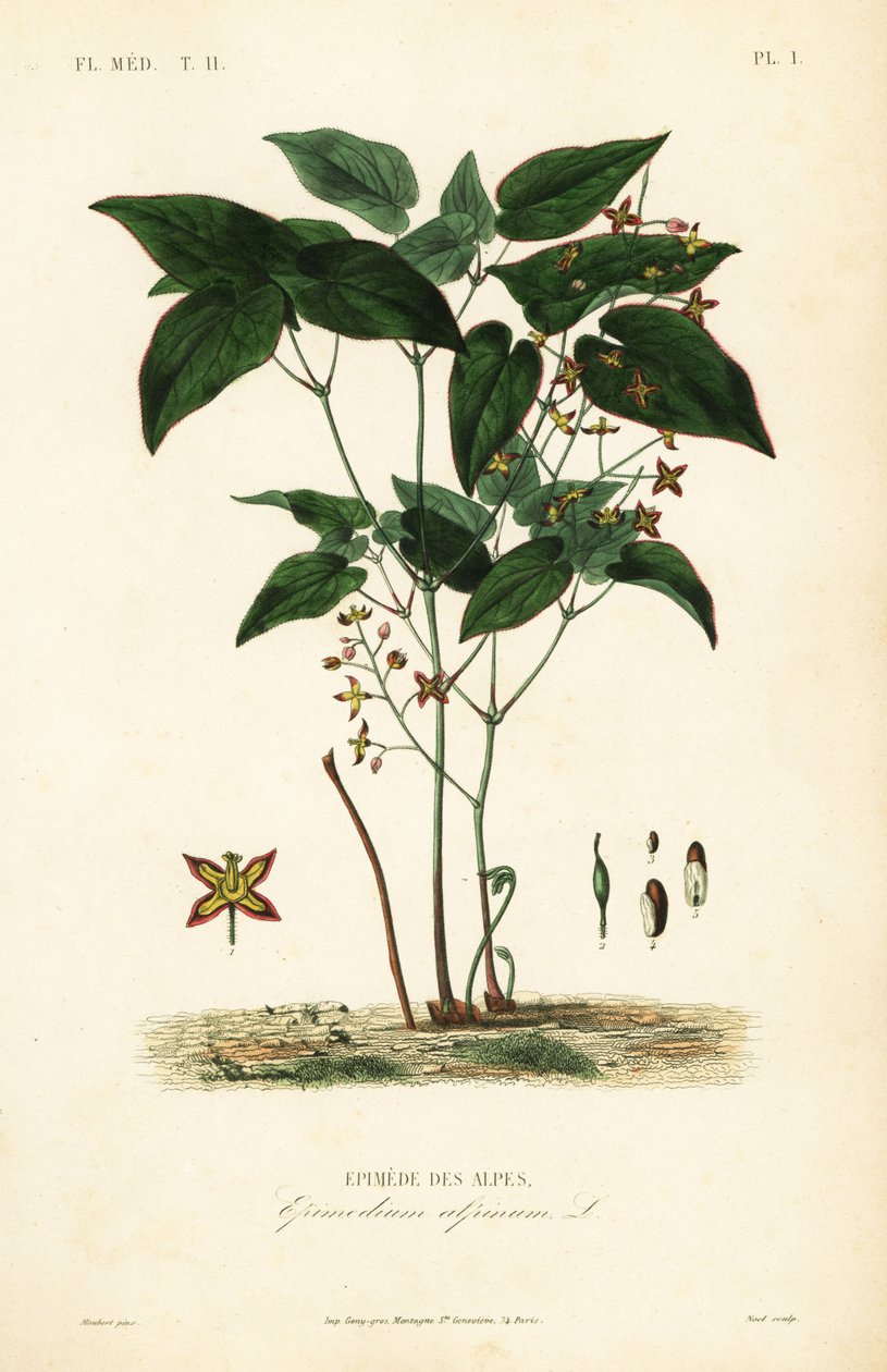 Barrenwort ou chapéu do bispo, Epimedium alpinum, Epimede des alpes de Unbekannt