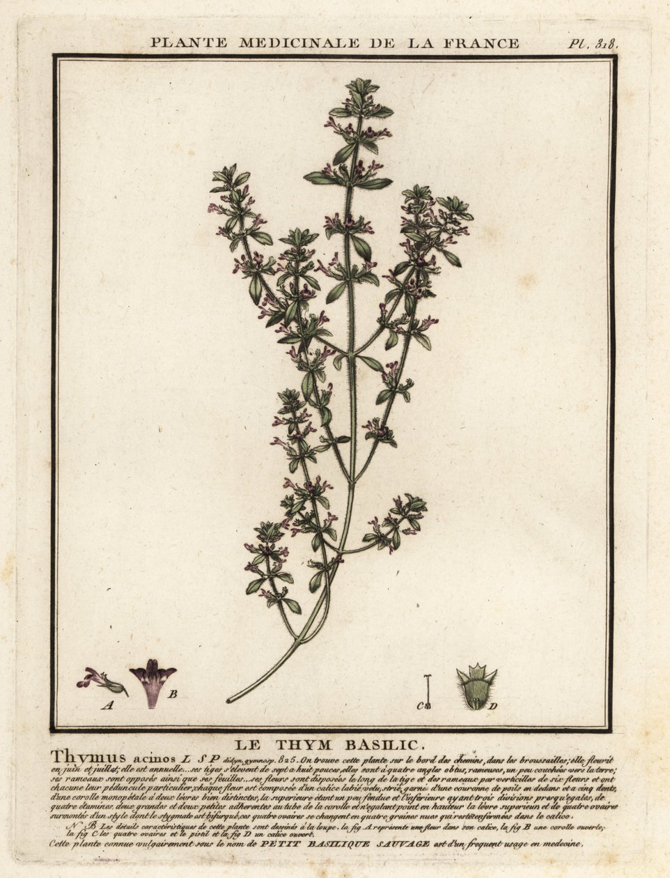 Tomilho de manjericão, Clinopodium acinos. de Unbekannter Künstler