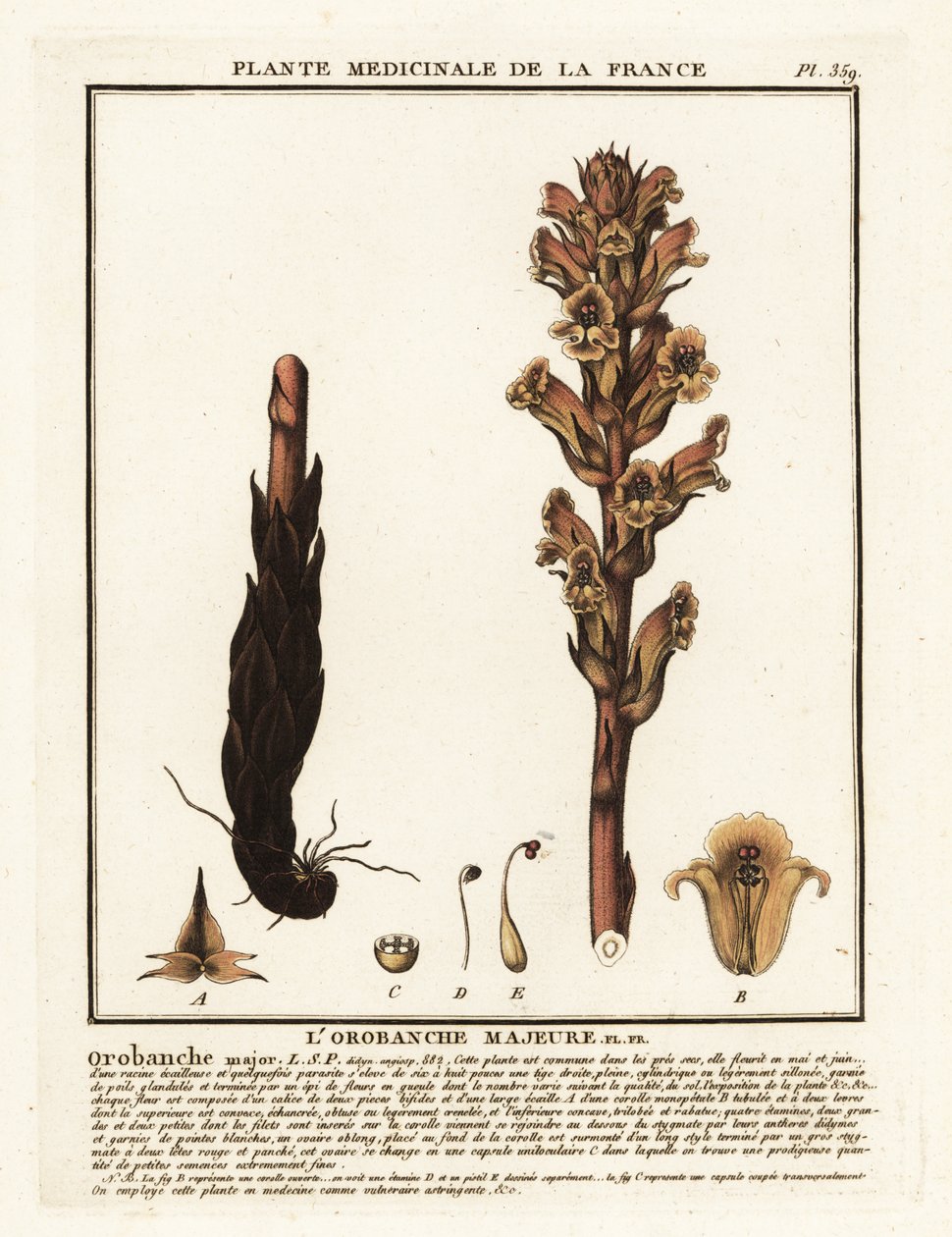 Corda de vassoura; Orobanche caryophyllaceae. de Unbekannter Künstler