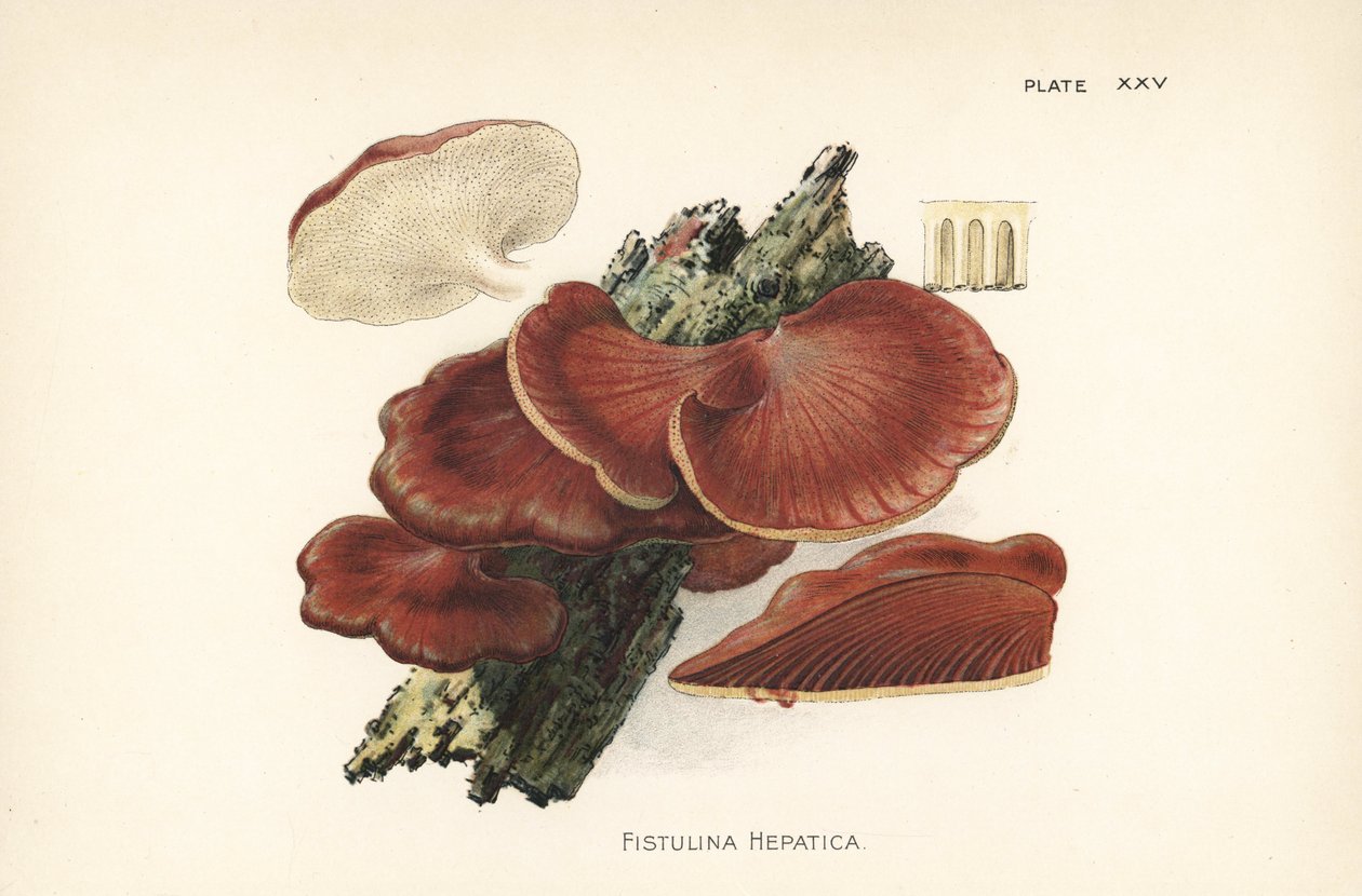 Fungo do bife da vaca, Fistulina hepatica. Cromolitografia a partir de uma ilustração botânica de William Hamilton Gibson do seu livro Our Edible Toadstools and Mushrooms. de Unbekannter Künstler
