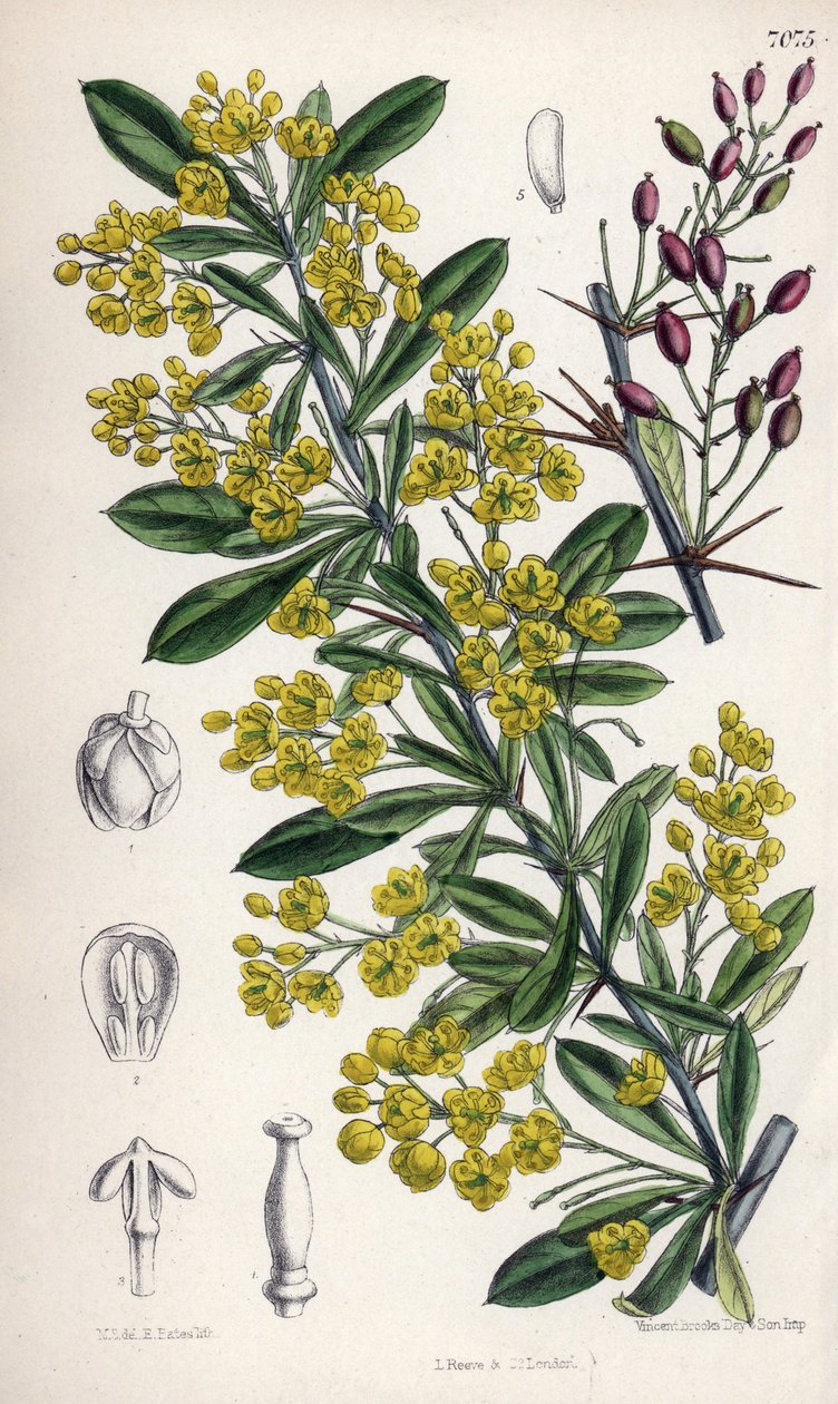 Berberis lycium, arbusto de bérberis com flores amarelas dos Himalaias ocidentais. Desenho de Matilda Smith (1854-1926), litografia de E. Bates em Curtis Botanical Magazine, de Joseph Dalton Hooker, publicado em Londres, Inglaterra, por L. Reeve and Co de Unbekannter Künstler