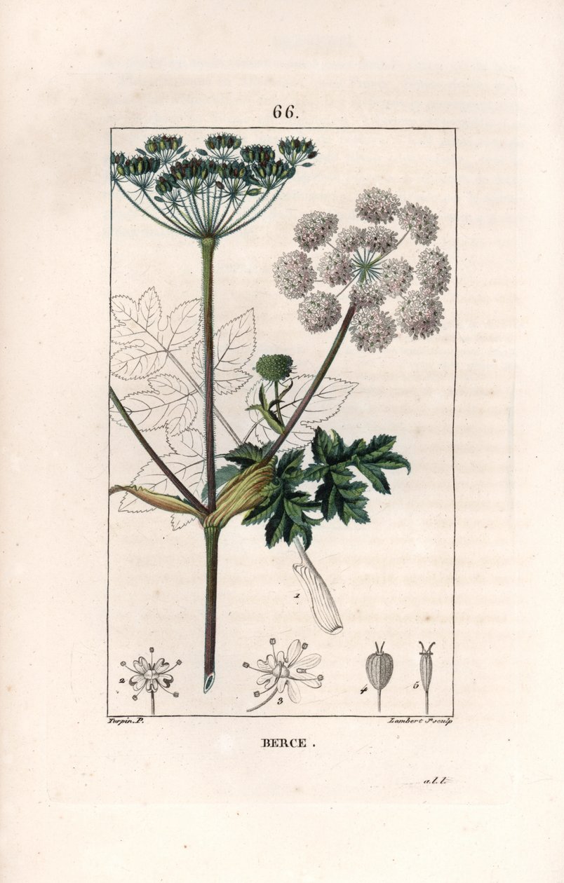 Berce ou charavie - Gravura de Lambert fils, a partir de um desenho de Pierre Jean Francois Turpin (1775-1840), de La flore medicale, de Chaumeton, Poiret et Chamberet, Paris 1830 - Erva-dos-prados ou pastinaca, Heracleum sphondylium - Gravura de Lambert J de Unbekannter Künstler