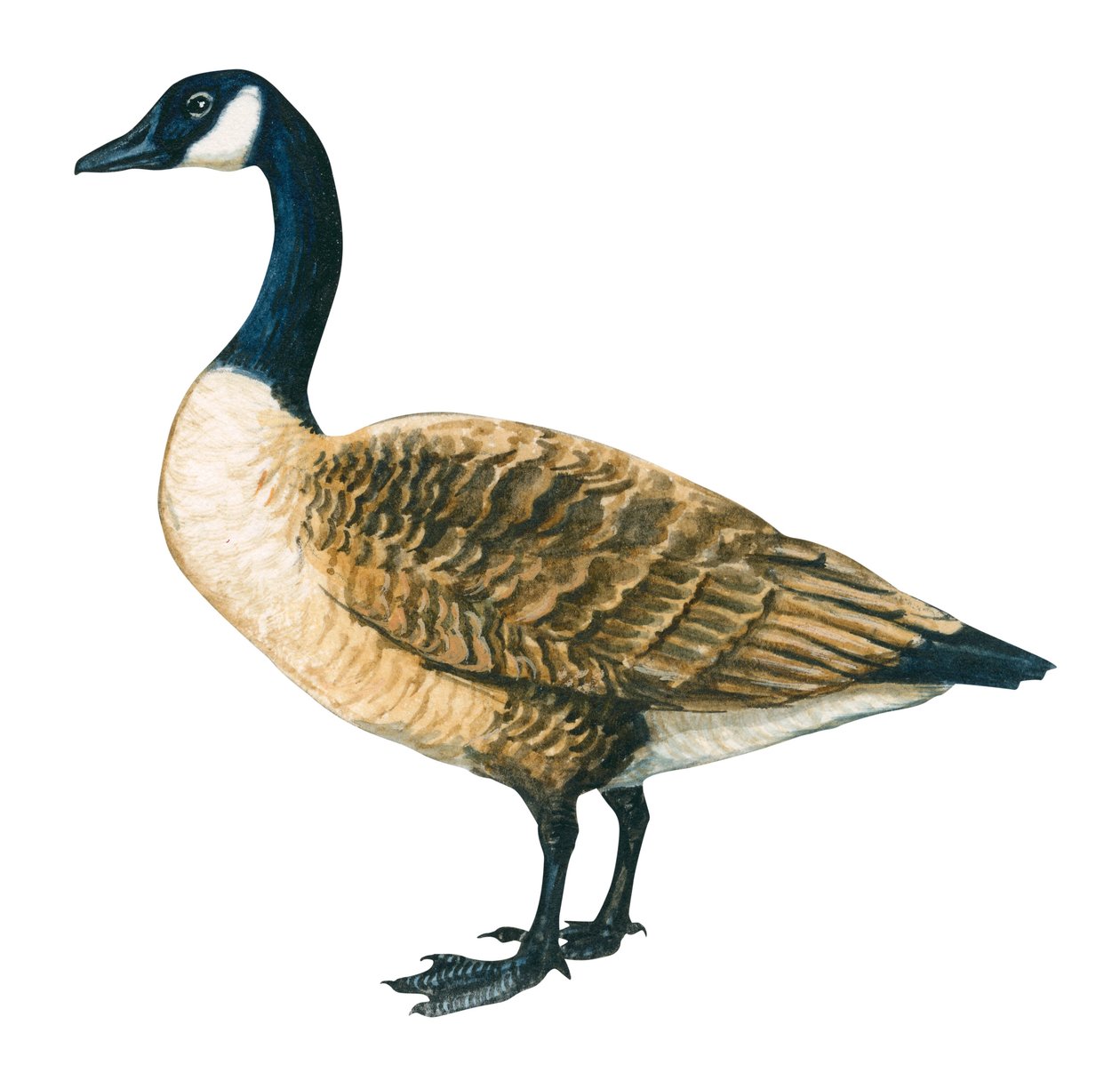Bernache du Canada - Ganso do Canadá (Branta canadensis) de Unbekannter Künstler