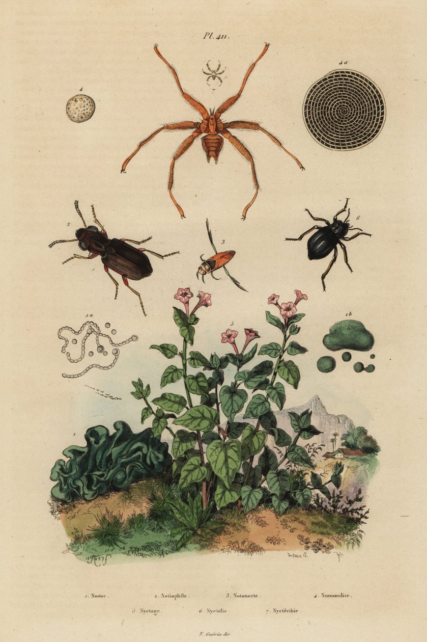 Besouro de olhos grandes, Notiophilus biguttatus, backswimmer, espécies nãoonecta, fóssil nummulite, besouro escuro, espécies Nyctelia, mosca morcego, espécies Nycteribia de Unbekannt