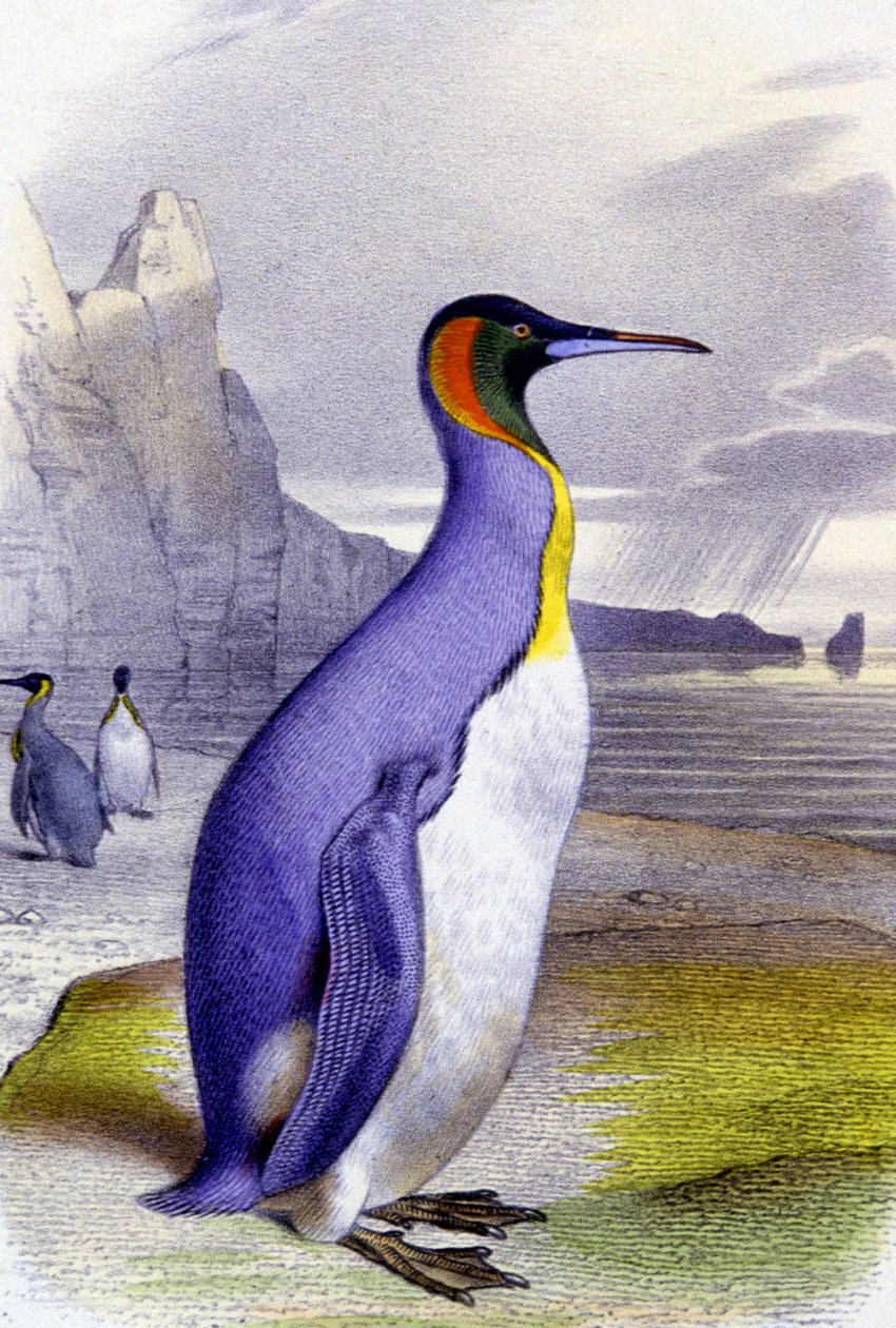 Grande Pinguim, c.1850 (litografia) de Unbekannter Künstler