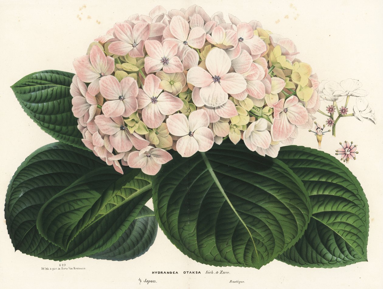 Hortênsia de folha grande, Hydrangea macrophylla (Hydrangea otaksa). Litografia colorida à mão da obra de Louis van Houtte e Charles Lemaire, Flowers of the Gardens and Hothouses of Europe, Flore des Serres et des Jardins de l