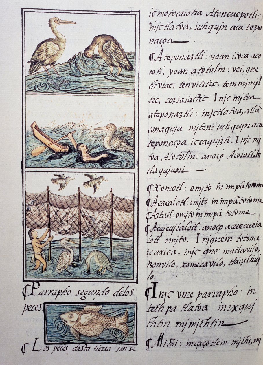 Caça às aves do lago, página do Códice Florentino, versão bilíngue em espanhol e Nahuatl, História Geral das Coisas da Nova Espanha, do missionário espanhol Fray Bernardino de Sahagun (1499-1590). A civilização asteca de Benjamin Baud