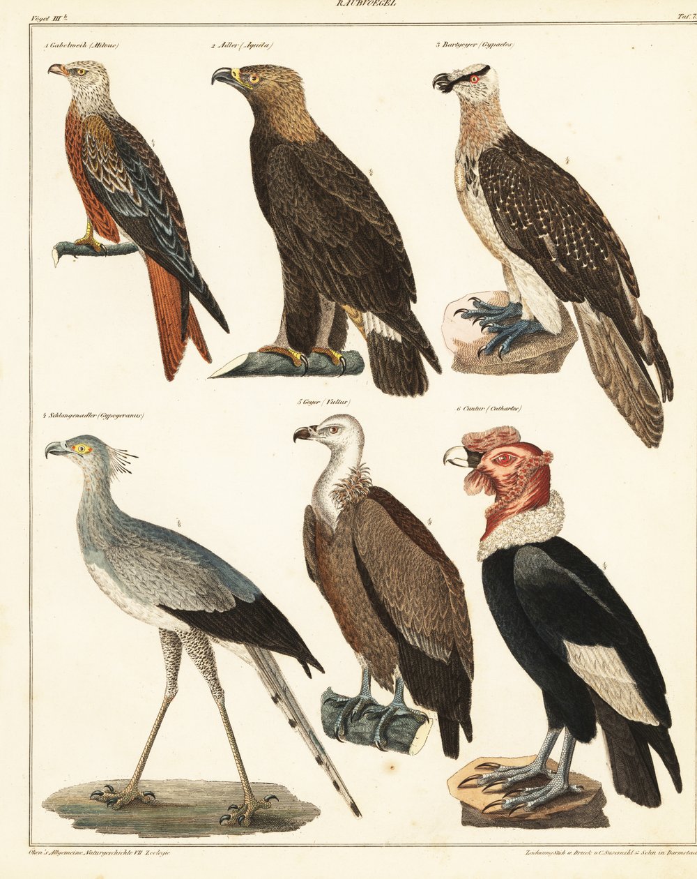 Aves de rapina.,1841 (litografia) de Unbekannter Künstler