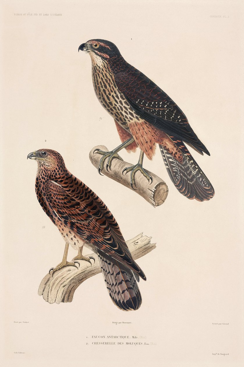 Aves de rapina de Unbekannter Künstler