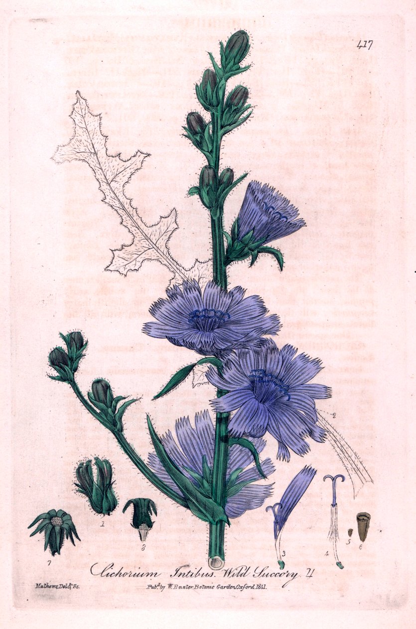 Chicória amarga (Cichorium intybus) Placa botânica de "British Phaenogamous Botany" de William Baxter e Charles Mathews 1841 de Unbekannter Künstler