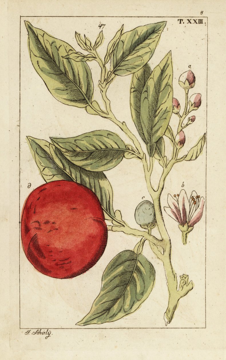 Laranja amarga ou laranja de Sevilha, Citrus x aurantium. de Unbekannter Künstler