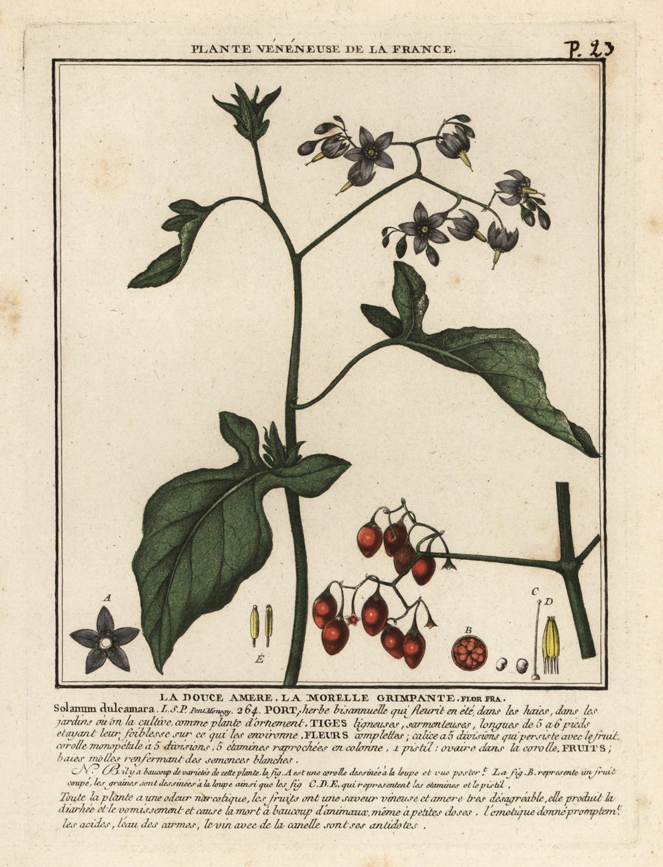 Solanum dulcamara agridoce. de Unbekannter Künstler