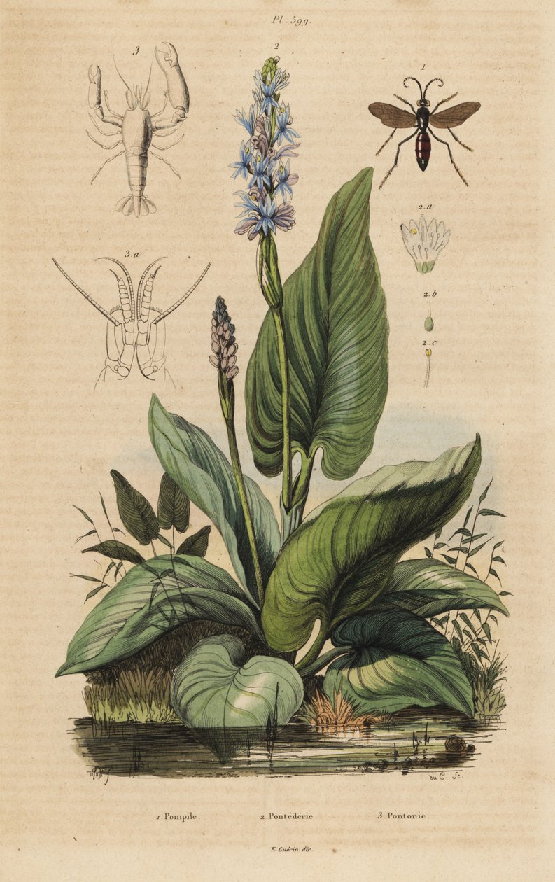 Vespa-aranha de faixa preta, Anchistus viaticus 1, Colhederelweed, Pontederia cordata 2, e camarão-guarda, Anchistus custos 3 de Unbekannt