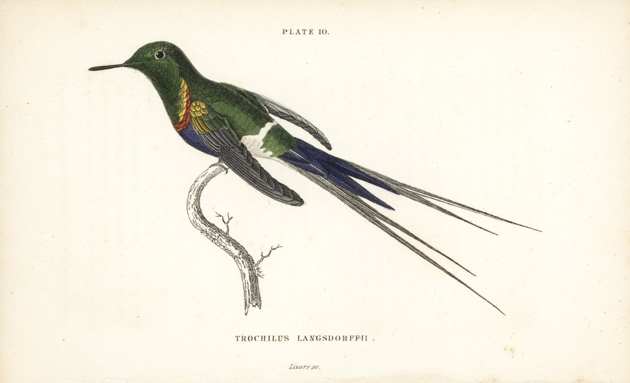 Discosura langsdorffi (Trochilus langsdorffii). Gravura em metal aço colorida à mão por William Lizars da Naturalist