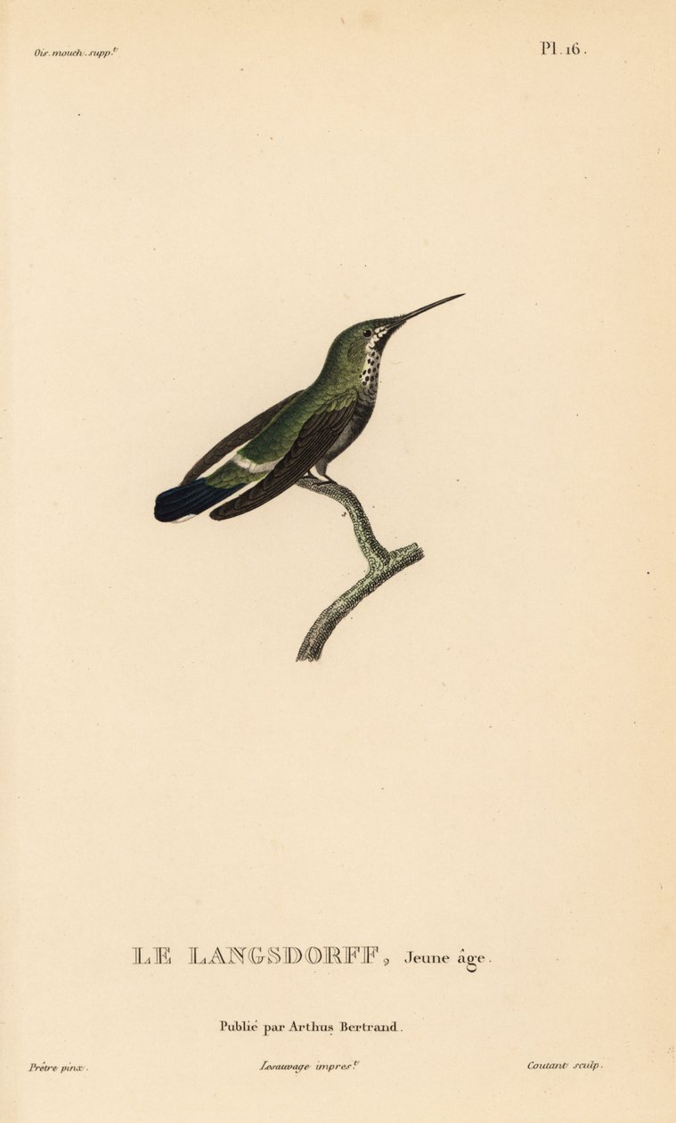Discosura langsdorffi (Ornismya langsdorfii). Imaturo. Gravura em metal aço colorida à mão por Coutant a partir de uma ilustração de Jean-Gabriel Pretre da História Natural do Género Colibri de Colibri, de René Primevere Lesson. de Unbekannter Künstler