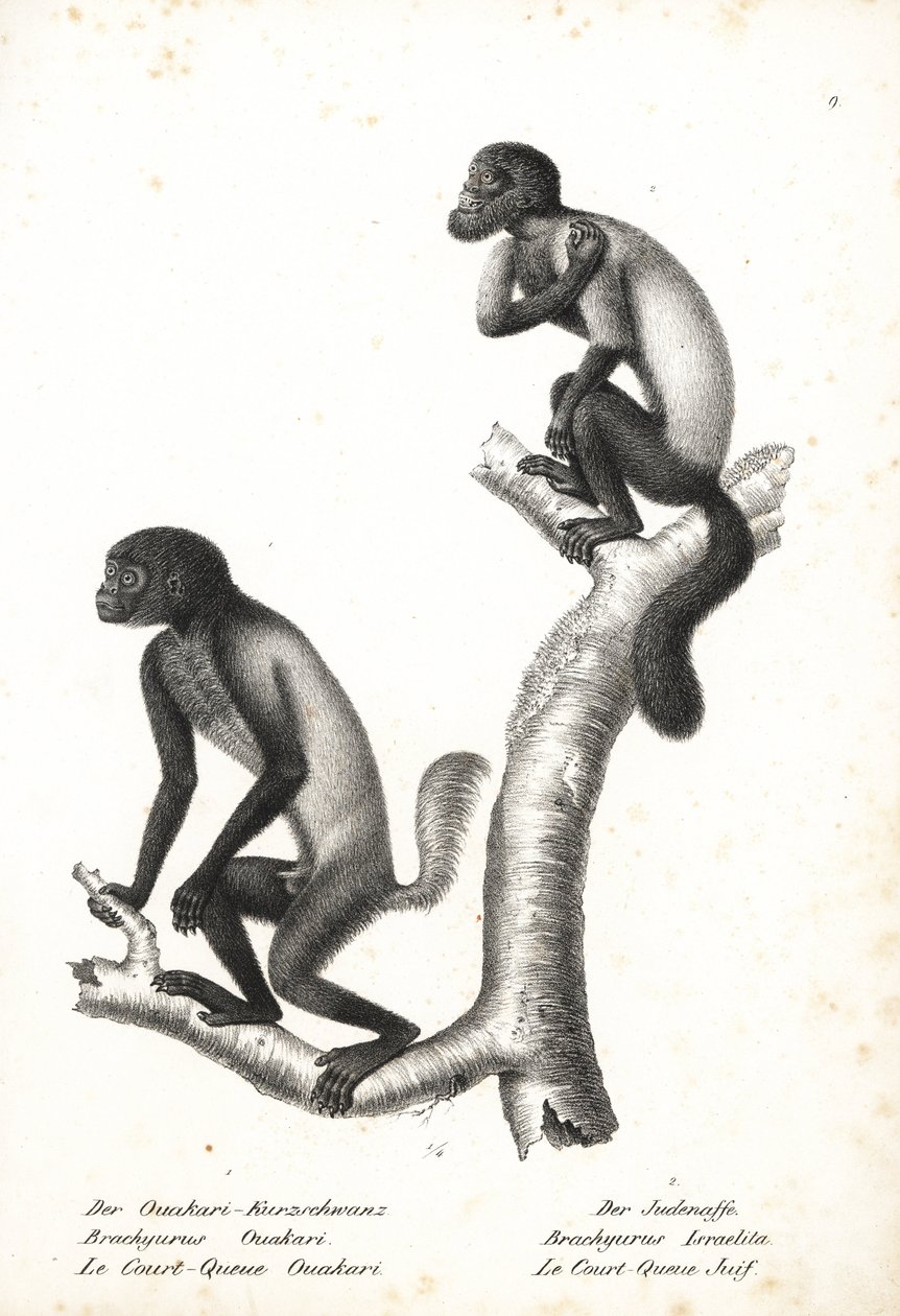 Uakari de cabeça preta, Cacajao melanocephalus ouakary (Brachyurus ouakari) e saki barbudo de dorso castanho, Chiropotes israelita (Brachyurus israelita). Litografia de Karl Joseph Brodtmann da "História Natural Ilustrada dos Animais" de Heinrich Rudolf Sc de Unbekannter Künstler
