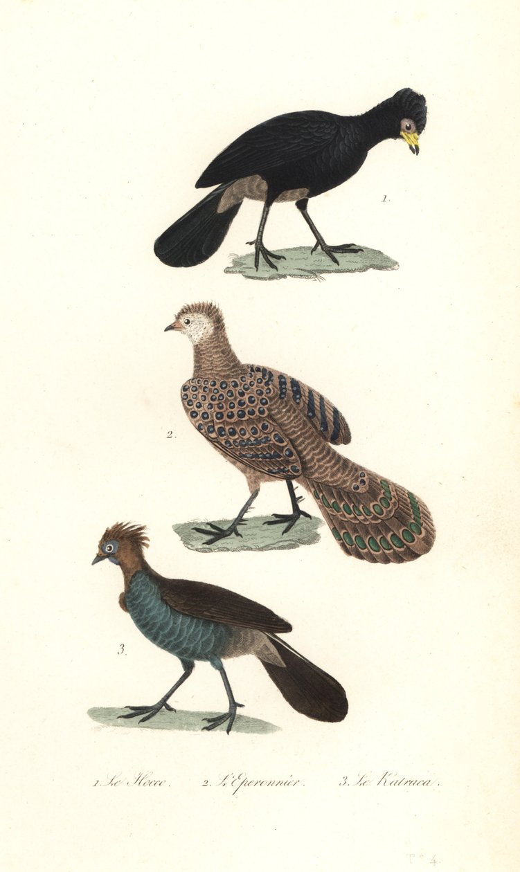 Mutum preto, faisão-pavão cinza e chachalaca. de Unbekannter Künstler