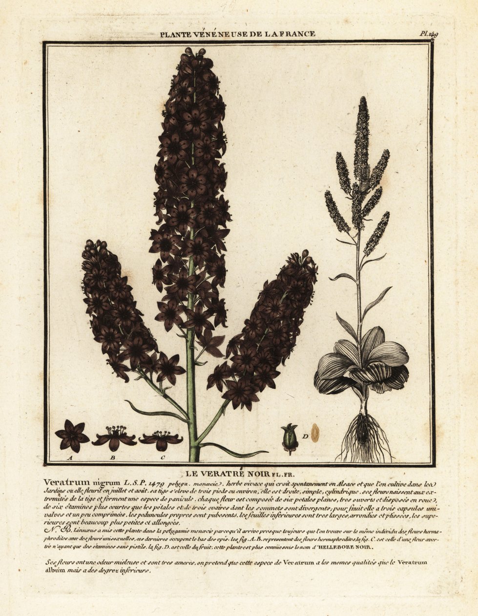Heléboro falso preto, Veratrum nigrum. de Unbekannter Künstler