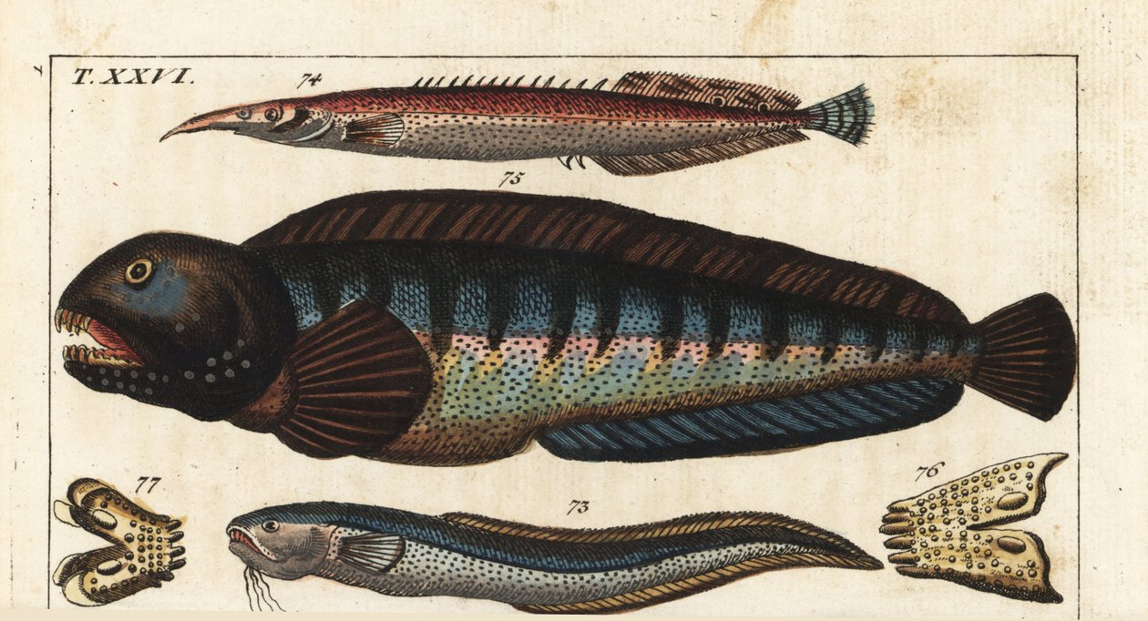 Peixe-sapo de barbatana negra - Peixe-sapo de Creta (ou Petite Masta, Ocellee Eel, Trumpet ou Spiny Eel) - Peixe-lobo - MacroSnake blenny, Ophidion barbatum 73, enguia-pequena, Macrognathus aculeatus 74, peixe-lobo, Anarhichas lupus 75, e a sua mandíbula e de Unbekannter Künstler