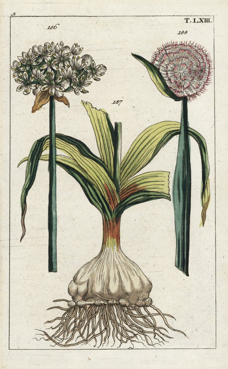 Alho negro (alho preto), Allium nigrum 186, e cebola, Allium cepa, bolbo 187 e flor 188. Gravura em chapa de cobre colorida à mão de uma ilustração botânica da obra "Unterhaltungen aus der Naturgeschichte" (Enciclopédia de História Natural) de G. T. Wilhel de Unbekannter Künstler