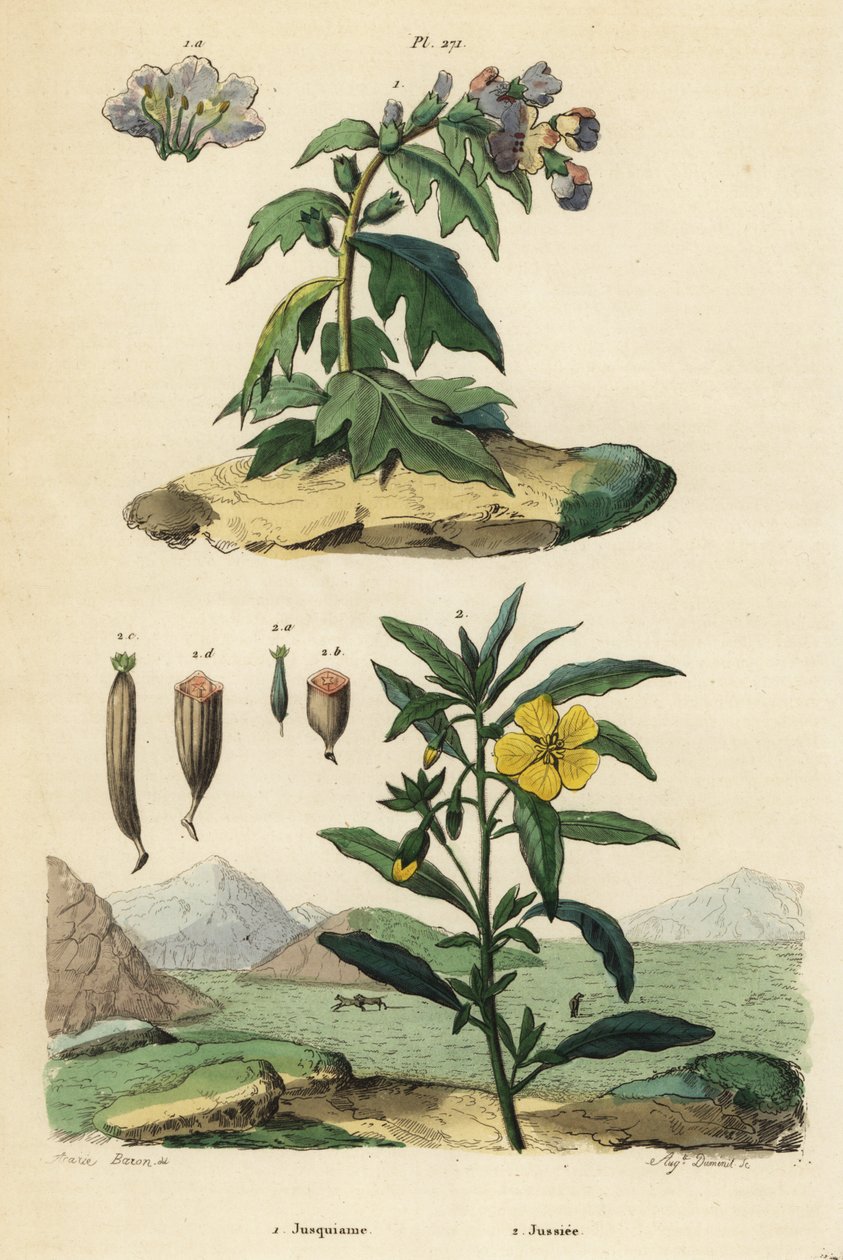 Galinha negra, Hyoscyamus niger 1, e primatas peruanos, Ludwigia peruviana 2 de Unbekannt