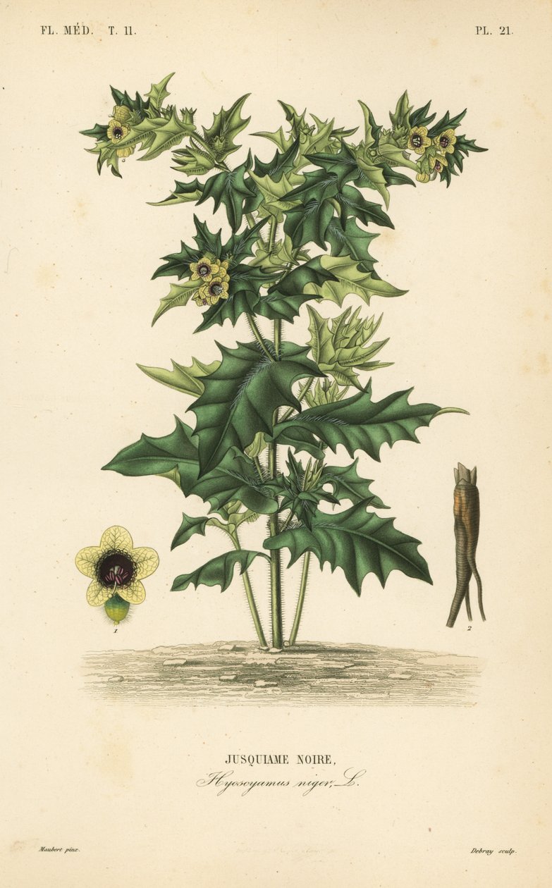 Galinha-pintada preta, Hyoscyamus niger, Jusquiame noire de Unbekannt