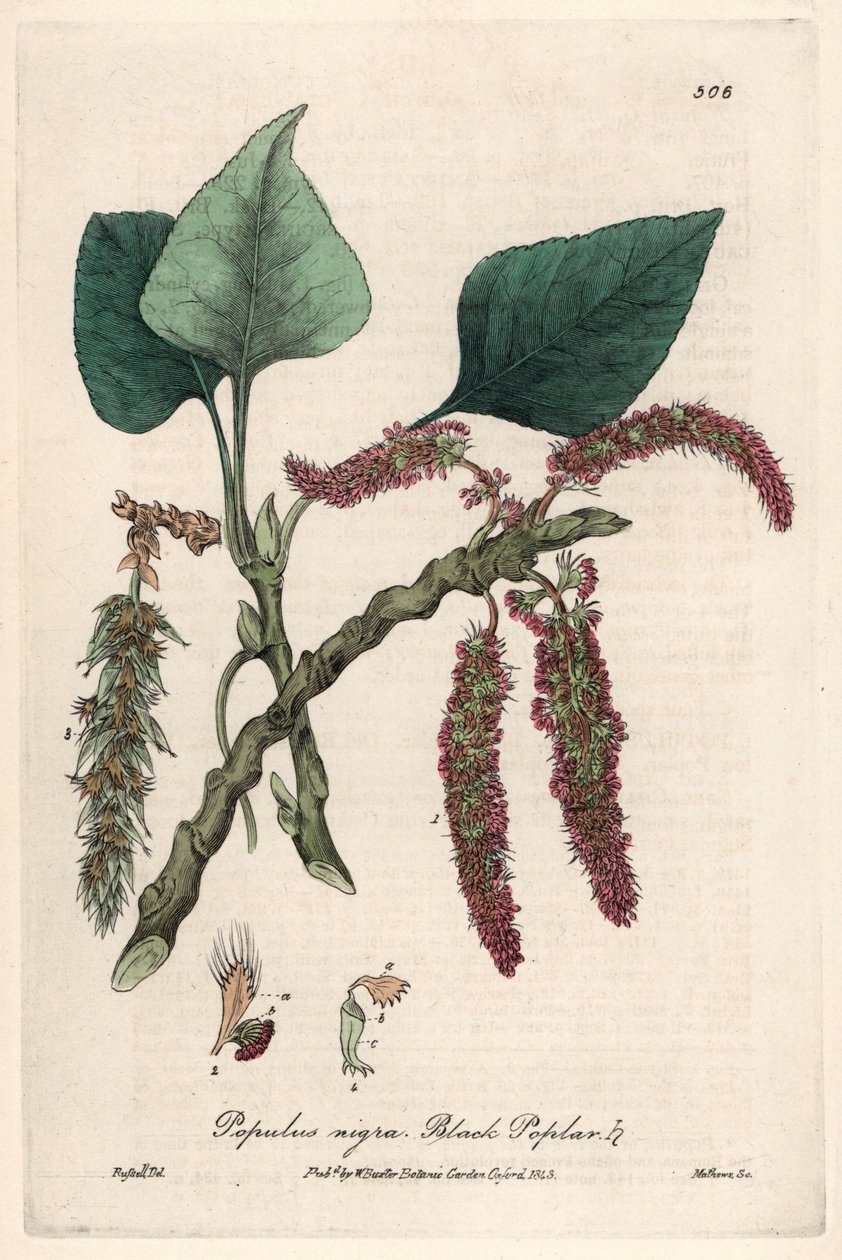 Choupo preto ou franco, liard ou piboule (Populus nigra) - Placa botânica de Isaac Russell, gravada por Charles Matthews, extraída de "English Botanical Phenomenes" de William Baxter (1788-1871) de Unbekannter Künstler