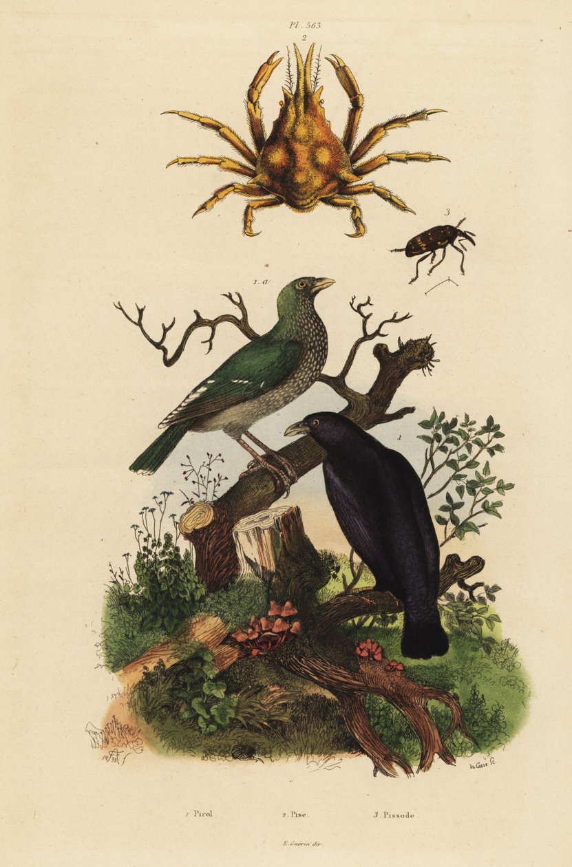 Oriolus hosii 1, Oriolus flavocinctus 1a, caranguejo aranha com quatro chifres, Pisa tetraodon 2, besouro gorgulho, Pissodes espécie 3 de Unbekannt