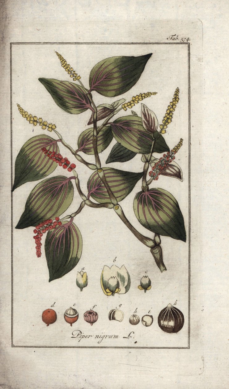 Prato de pimenta preta (Piper nigrum). Litografia de "Afbeelding der Artseny-Gewassen" de Johannes Zorn (1739-1799), Países Baixos de Unbekannter Künstler