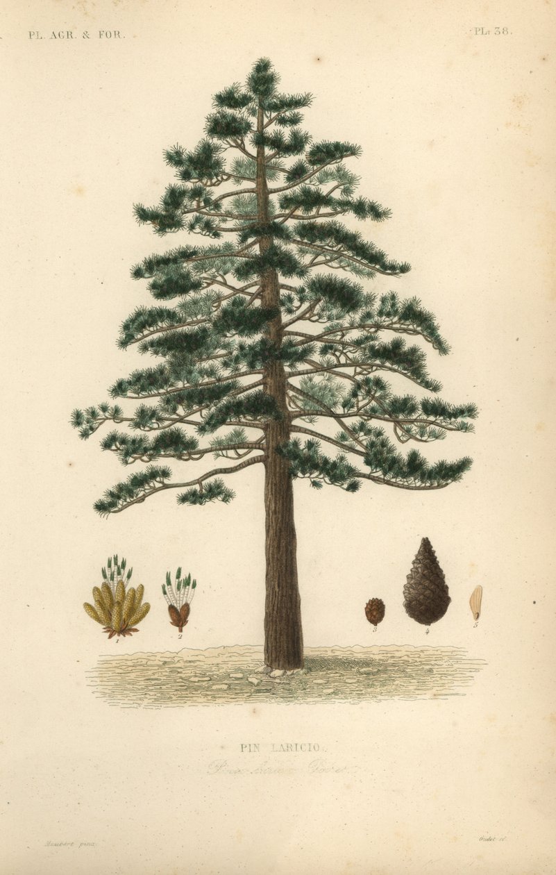 Pinho preto ou pinho austríaco, Pinus nigra subsp de Unbekannt