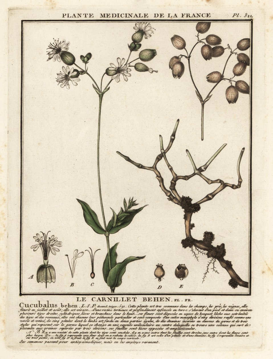 Campion da bexiga, Silene vulgaris. de Unbekannter Künstler