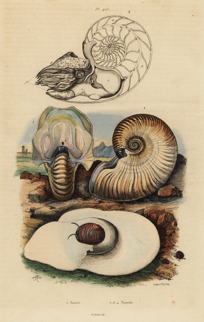Caracol da lua da bexiga, Didyma 1 de Neverita, Nautilus crusty, Nonion umbilicatulum 2, e Nautilus pompilius chambered, Nautilus pompilius 3,4 de Unbekannt