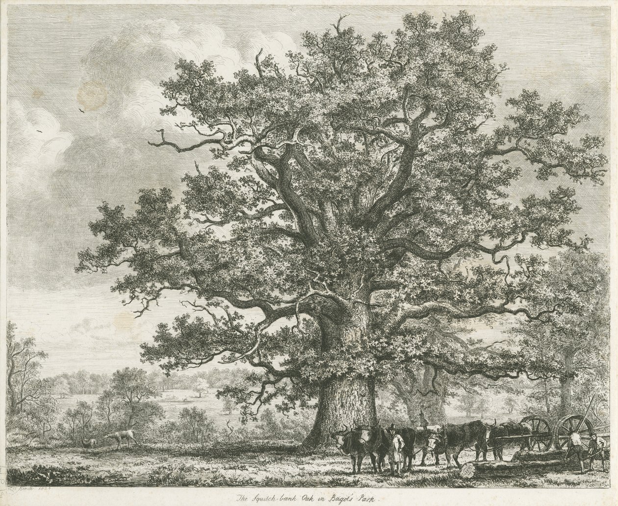 Blithfield - Squitch-bank Oak: gravura, 1824 de Unbekannt