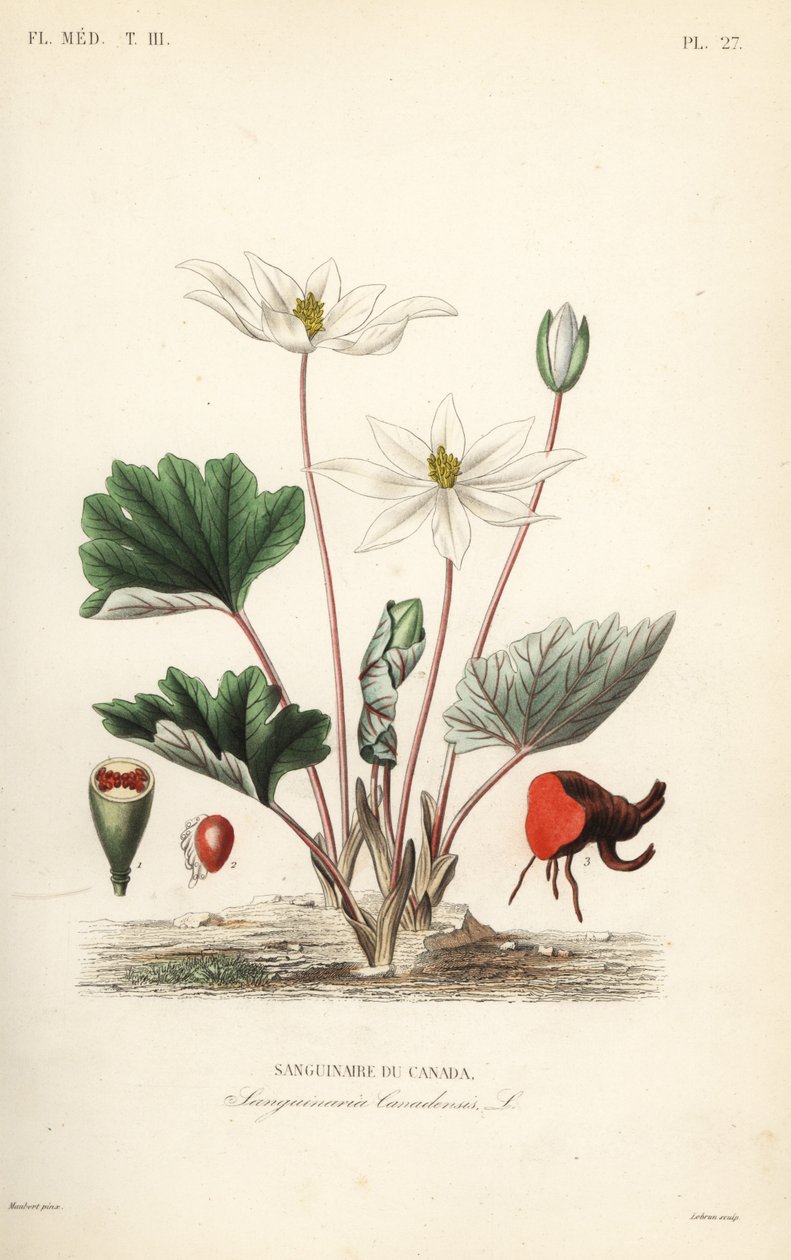 Bloodroot, Sanguinaria canadensis, Sanguinaire du Canada de Unbekannt