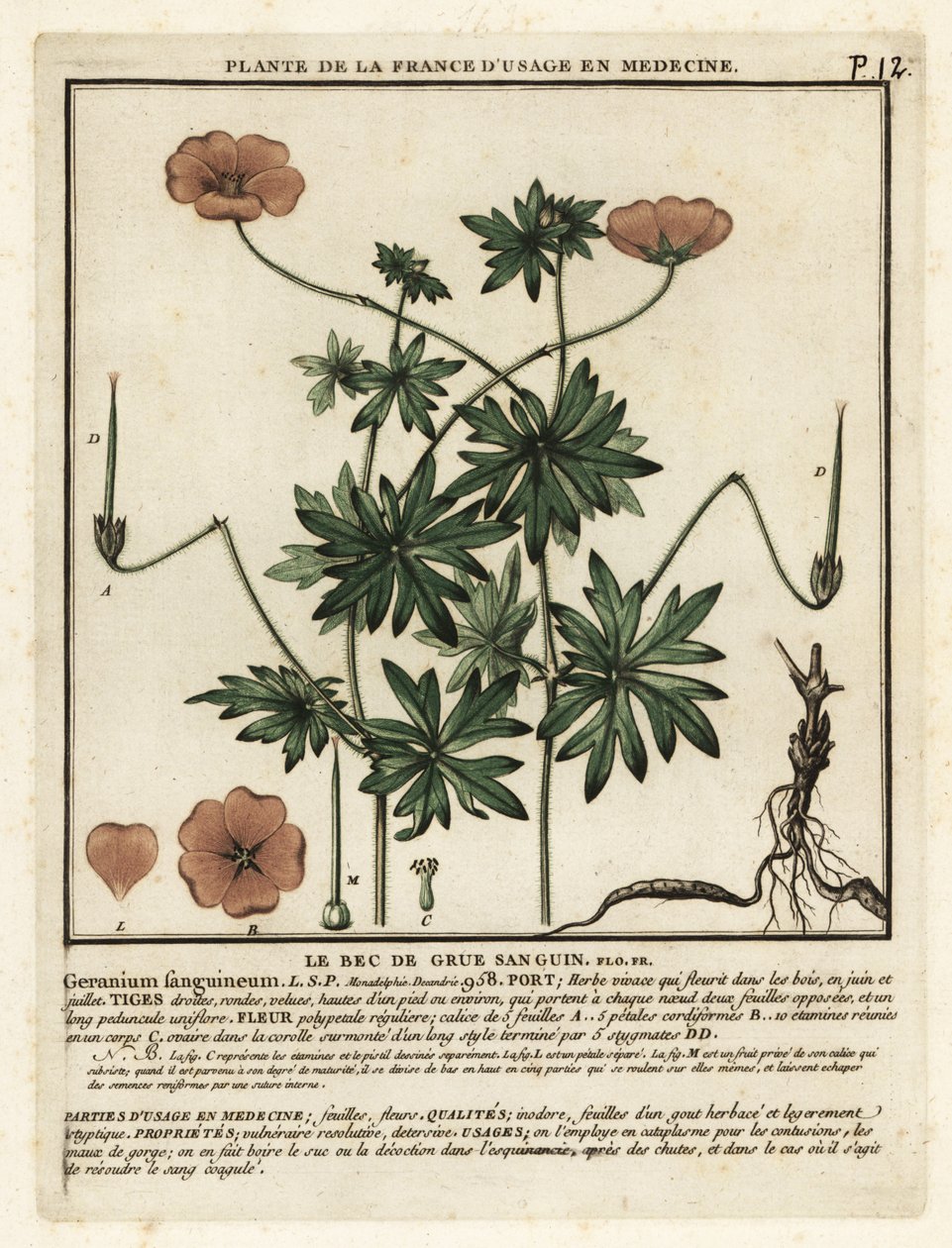 Maldito bico de garça, Geranium sanguineum. de Unbekannter Künstler