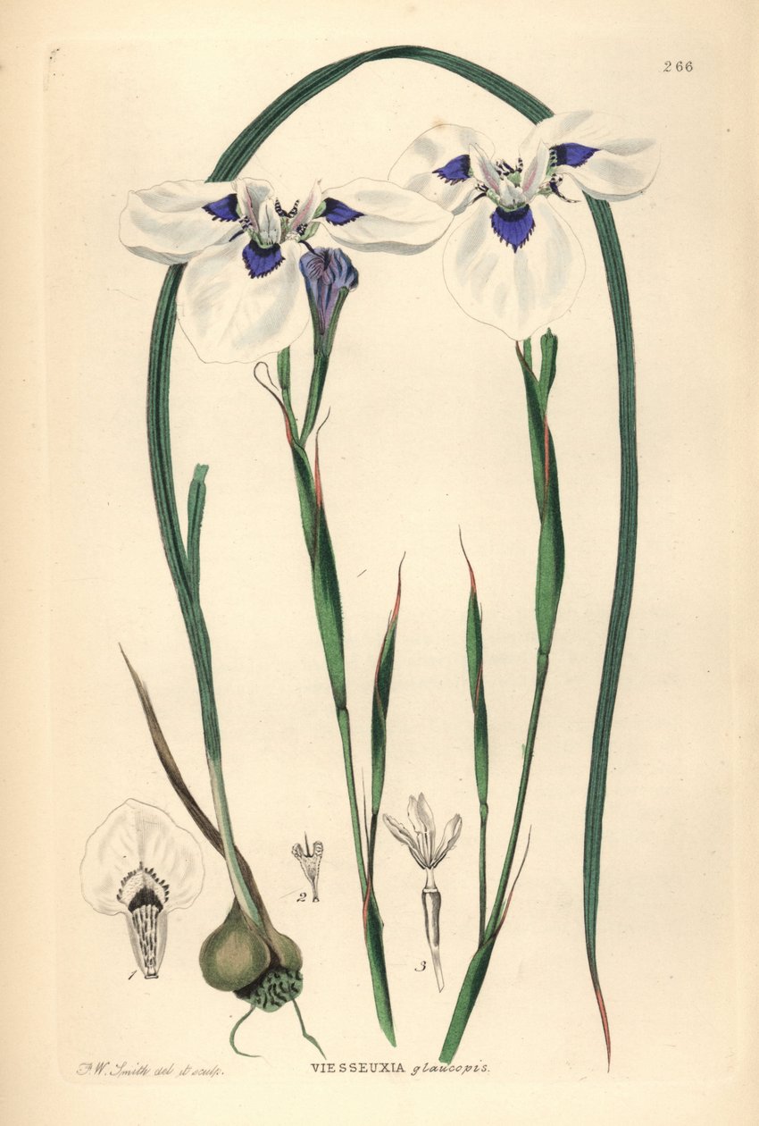 Uintjie de olhos azuis ou Blouooguintjie, Moraea aristata (Ocellate viesseuxia, Vieusseuxia glaucopis). Placa de cobre colorida à mão, desenhada e gravada por Frederick W. Smith a partir de John Lindley and Robert Sweet