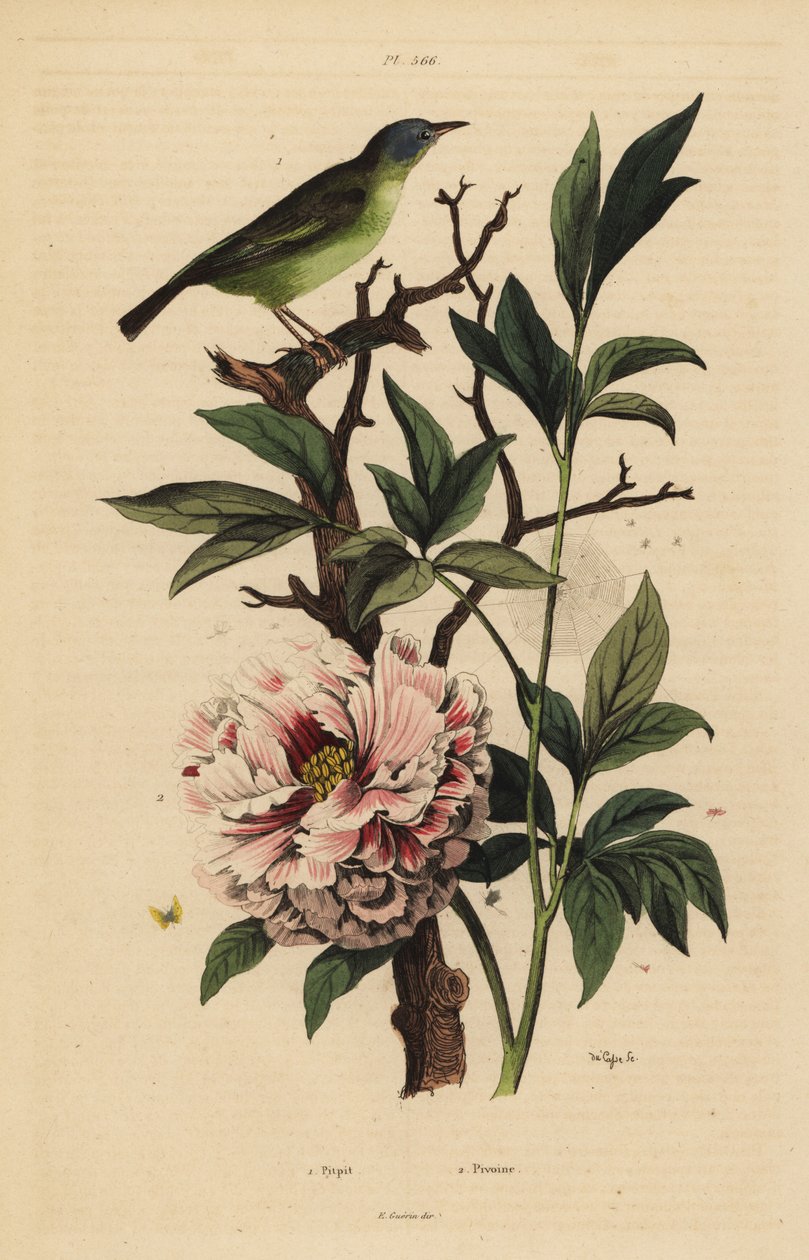 Fantail de cabeça azul, Rhipidura cyaniceps 1 e peônia, Paeonia suffruticosa 2 de Unbekannt