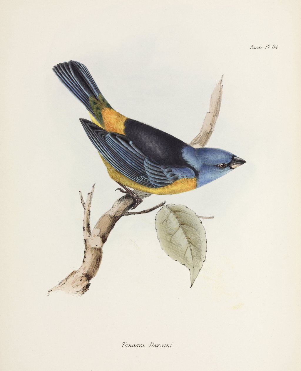 Tanager azul e amarelo, América do Sul, c 1832-1836 de Unbekannter Künstler